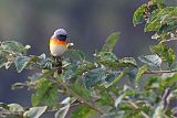 Small Minivet