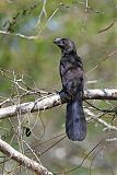 Smooth-billed Ani