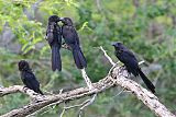 Smooth-billed Ani