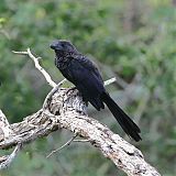 Smooth-billed Ani