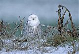 Snowy Owlborder=