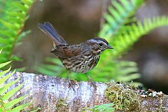 Song Sparrow