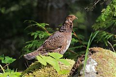 Sooty Grouse