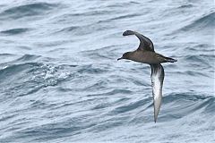 Sooty Shearwater