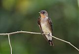 Southern Rough-winged Swallowborder=