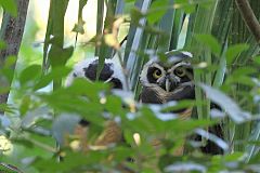 Spectacled Owl perching/standing at Panama