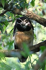Spectacled Owl perching/standing at Panama
