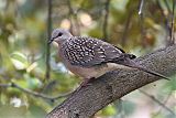 Spotted Dove