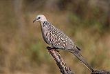 Spotted Dove