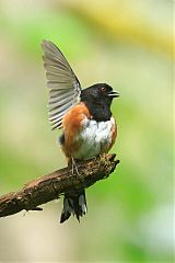 Spotted Towhee