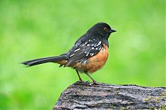 Spotted Towhee