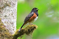 Spotted Towhee