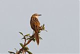 Striated Grassbird