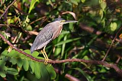 Striated Heron perching/standing at Colón, Panama