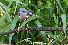 Striated Heron perching/standing at Colón, Panama