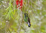Stripe-tailed Hummingbirdborder=