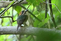 Tody Motmot perching/standing at Panama