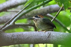 Tody Motmot perching/standing at Panama