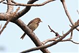 Tree Pipit