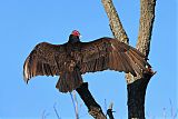 Turkey Vulture