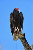 Turkey Vulture