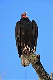 Turkey Vulture