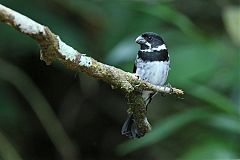 Variable Seedeater perching/standing at Panama