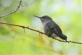 Vervain Hummingbird