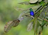 Violet-bellied Hummingbirdborder=