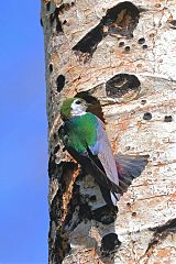 Violet-green Swallow