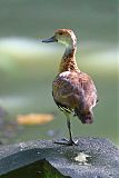 West Indian Whistling-Duck