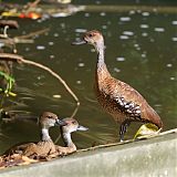 West Indian Whistling-Duck