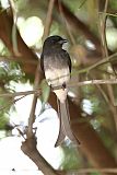 White-bellied Drongo