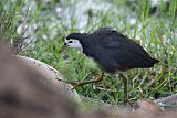 White-breasted Waterhen