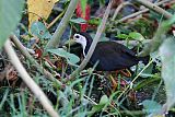 White-breasted Waterhen