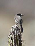 White-browed Chat-Tyrantborder=