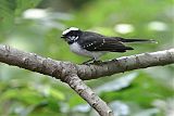 White-browed Fantail