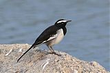 White-browed Wagtail