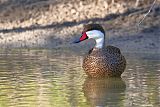 White-cheeked Pintail