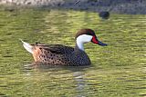 White-cheeked Pintail