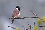 White-eared Bulbul