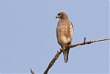 White-eyed Buzzard