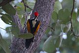 White-naped Woodpecker