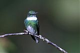 White-throated Hummingbirdborder=