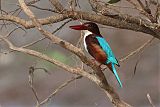 White-throated Kingfisher