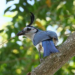 White-throated Magpie-Jay nesting at El Salvador