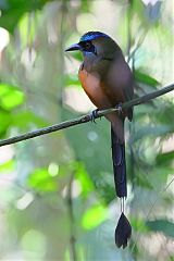 Whooping Motmot perching/standing at Panama
