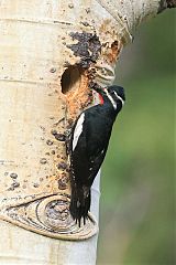 Williamson's Sapsucker