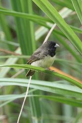 Yellow-bellied Seedeater perching/standing at Panama