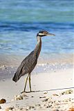 Yellow-crowned Night Heron